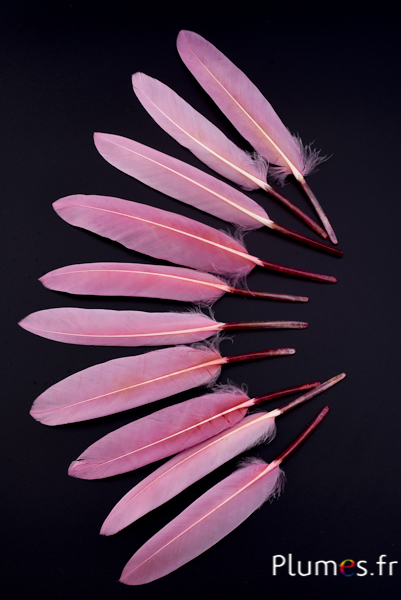 Oie Lame - 10-15 cm - rose ancien